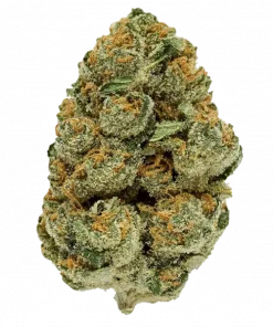 Tenbanger, sert benzin kokusu ve rahatlatıcı etkisiyle bilinen Indica dominant bir türdür. Depresyon ve stres için ideal. Genetik yapısını keşfedin.