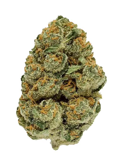 Tenbanger, sert benzin kokusu ve rahatlatıcı etkisiyle bilinen Indica dominant bir türdür. Depresyon ve stres için ideal. Genetik yapısını keşfedin.