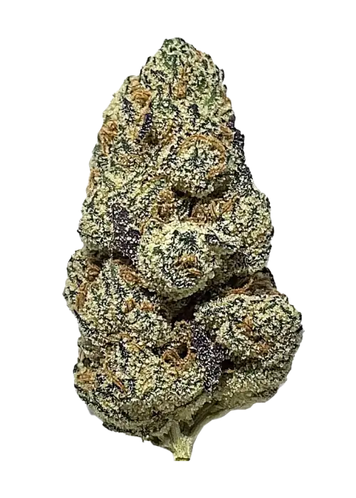 Tequila Sunrise, ananas aromalı ve yüksek THC'li Sativa baskın bir türdür. Stres ve depresyona iyi gelir. Genetik yapısını ve etkilerini keşfedin.