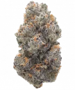 Terpgasm, tropikal meyve aromaları ve rahatlatıcı etkisiyle öne çıkan dengeli bir hibrit türdür. Solfire Genetics imzalı bu türü keşfedin ve genetik yapısını görüntüleyin.