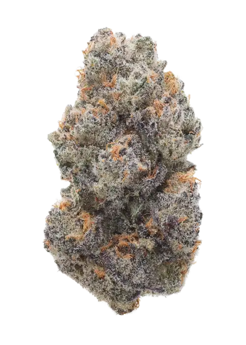 Terpgasm, tropikal meyve aromaları ve rahatlatıcı etkisiyle öne çıkan dengeli bir hibrit türdür. Solfire Genetics imzalı bu türü keşfedin ve genetik yapısını görüntüleyin.