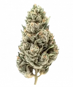 Thai Stick, eşsiz narenciye aroması ve enerjik etkileriyle bilinen saf bir Sativa türüdür. Bu klasik türün genetik yapısını keşfedin ve etkilerini görüntüleyin.