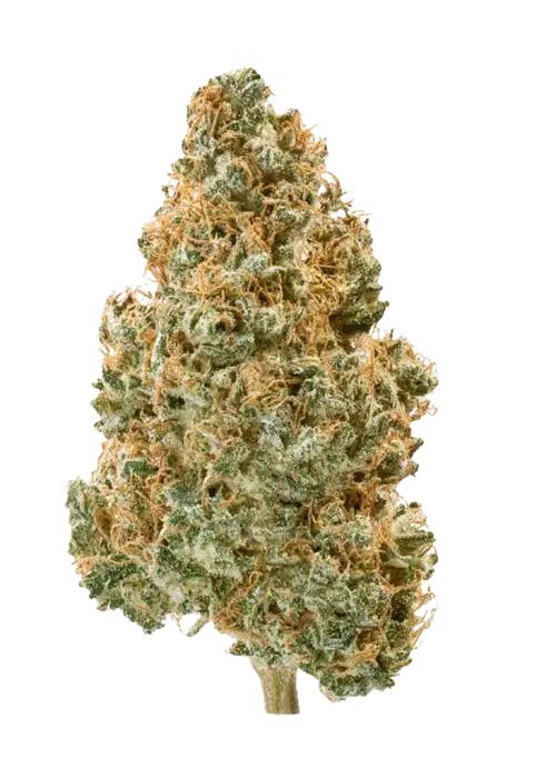 Thanoz, greyfurt aromalı ve yüksek THC içeren indica baskın bir türdür. Ağrı ve anksiyeteye iyi gelir. Bu eşsiz türün genetik yapısını keşfedin.