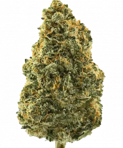 Azucar, tropikal tatlılığı ve yüksek THC içeriğiyle öne çıkan dengeli bir hibrit türdür. Canlandırıcı ve rahatlatıcı etkileriyle Azucar'ı keşfedin.