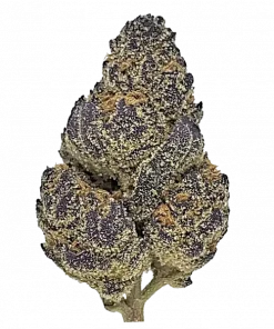 Meet The Black, üzüm ve adaçayı aromalı, yüksek THC içeren Indica baskın bir türdür. Uykusuzluk ve TSSB için ideal. Genetik yapısını keşfedin ve etkilerini görüntüleyin.