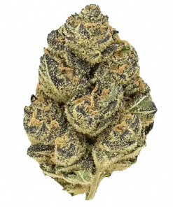 Blow Job, tatlı narenciye aromaları ve rahatlatıcı etkileriyle bilinen Indica dominant bir türdür. Stres ve ağrı için ideal. Genetik yapısını keşfedin.