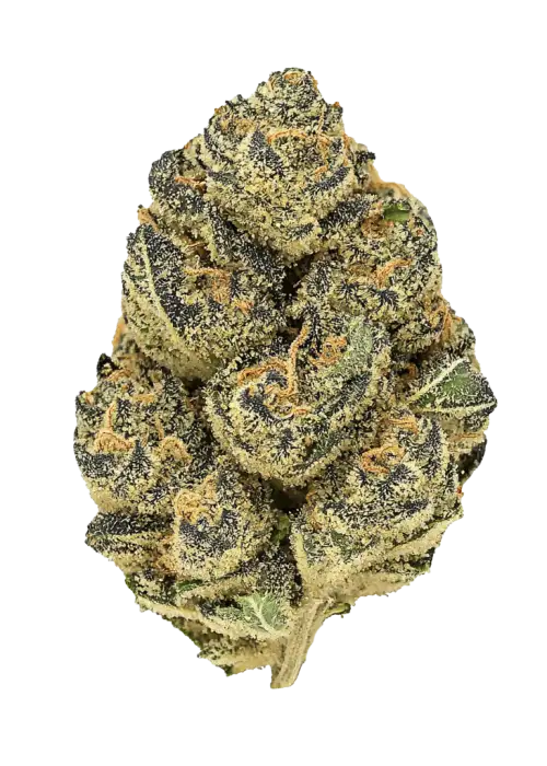 Blow Job, tatlı narenciye aromaları ve rahatlatıcı etkileriyle bilinen Indica dominant bir türdür. Stres ve ağrı için ideal. Genetik yapısını keşfedin.