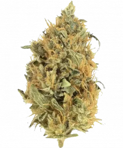 The Bridge, tatlı meyve aromaları ve THC içeriğiyle öne çıkan dengeli bir hibrit türdür. Yaratıcılığı artıran Sativa etkilerini keşfedin ve hemen görüntüleyin.