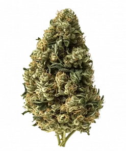 The Dead Drop, tatlı aroması ve THC oranıyla öne çıkan hibrit bir türdür. Öforik etkileri ve potansiyel faydalarını keşfedin. Hemen görüntüleyin.