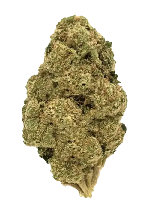 Don Mega, keskin narenciye aroması ve 'a varan THC içeriğiyle öne çıkan dengeli bir hibrit türdür. Yoğun etkilerini keşfedin ve hemen görüntüleyin.