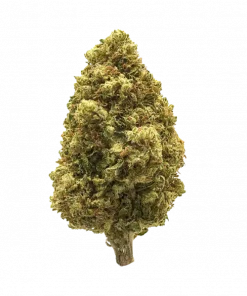 DonnyBrook, yakıtımsı ve meyvemsi aromaları ile öne çıkan dengeli bir hibrit türdür. Yüksek THC içeriği sayesinde benzersiz bir deneyim için hemen keşfedin.