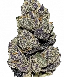 The Ooze, yüksek THC içeriği ve tatlı meyve aromasıyla bilinen baskın bir Indica türüdür. Green Crack ve White Fire Alien OG genetiğini keşfedin ve etkilerini görüntüleyin.