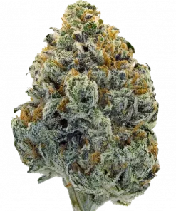 The Original Z 3.0, tropikal aromaları ve dengeli etkisiyle öne çıkan Indica dominant bir türdür. Zkittlez genetiğini keşfedin ve faydalarını görüntüleyin.