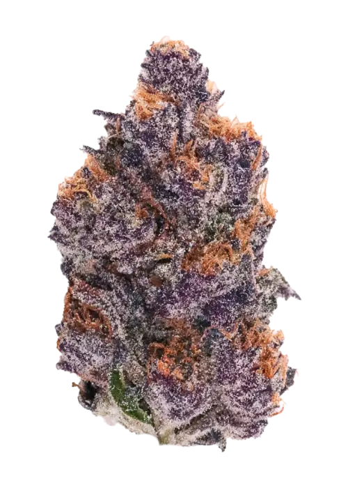 The Pulp Father, portakal yakıtımsı aroması ve yüksek THC içeriğiyle öne çıkan bir hibrit türdür. Zihinsel etkilerini ve genetik yapısını keşfedin.