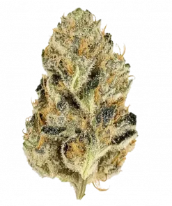 The Soap (Sabun), nane ve gül aromalı, yüksek THC'li bir hibrit türdür. Enerji verici etkileriyle öne çıkar. Bu eşsiz türü keşfedin.