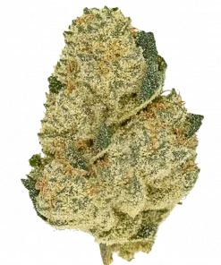 The Tank, yüksek THC içeriği ve eşsiz narenciye aromasıyla bilinen Sativa baskın bir türdür. Yaratıcılığı artıran etkilerini keşfedin ve detaylı özelliklerini görüntüleyin.