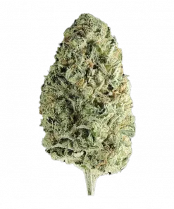 The Undercaker, tatlı çilek aroması ve yüksek THC içeriğiyle bilinen Indica baskın bir türdür. Uykusuzluk ve stres için ideal. Etkilerini keşfedin.