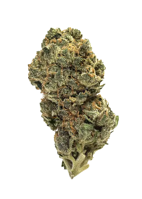 Thin Mint, nanemsi aroması ve 'e varan THC içeriğiyle dikkat çeken bir hibrit türdür. OG Kush ve Durban Poison genetiğini keşfedin ve etkilerini görüntüleyin.