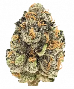 Think Tank, tropikal meyve aromaları ve yüksek THC içeriğiyle öne çıkan dengeli bir hibrit türdür. Genetik yapısını ve benzersiz etkilerini keşfedin.