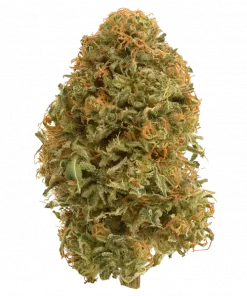 Tiffany, yüksek THC'si ve meyvemsi aromasıyla bilinen güçlü bir Sativa türüdür. Enerji veren ve yaratıcılığı artıran etkileri keşfedin. Hemen görüntüleyin.