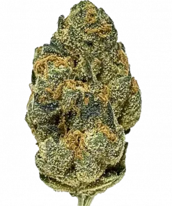 Tiger’s Blood, baharatlı ve tatlı aromalarıyla öne çıkan Indica baskın bir türdür. Yüksek THC içeriğiyle derin rahatlama sağlar. Etkilerini keşfedin.