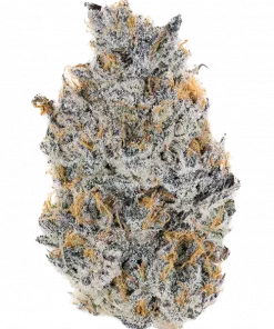 Tiki Drink, tropikal meyve ve kimyasal limon aromasıyla öne çıkan sativa baskın bir türdür. Enerjik etkileri ve genetik yapısını keşfedin.