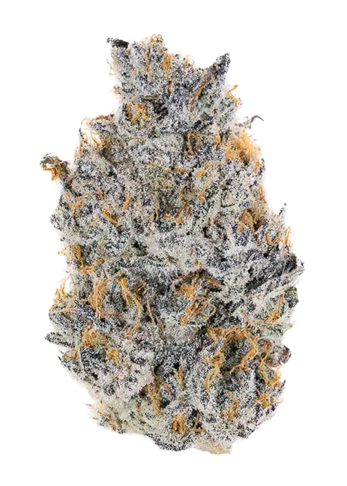 Tiki Drink, tropikal meyve ve kimyasal limon aromasıyla öne çıkan sativa baskın bir türdür. Enerjik etkileri ve genetik yapısını keşfedin.