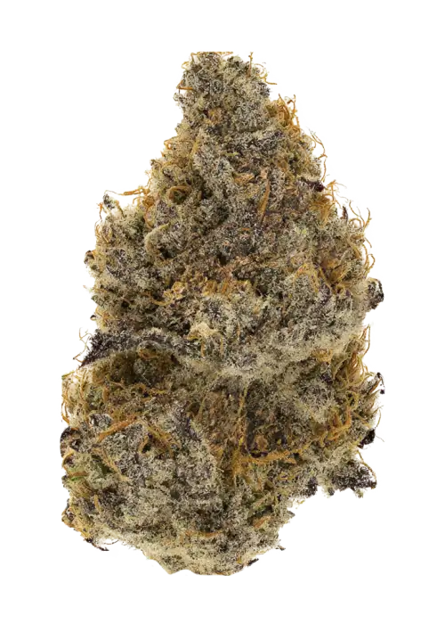 Tiny Toonz, meyvemsi ve yakıtımsı aromalarıyla öne çıkan Indica baskın bir türdür. Yoğun rahatlama ve uyku hali için ideal. Genetik yapısını keşfedin.