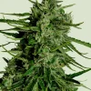 Titan F1 Auto Fem Esrar Tohumu (Royal Queen Seeds)