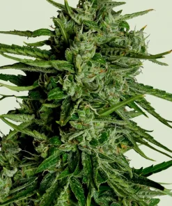 Titan F1 Auto Fem Esrar Tohumu (Royal Queen Seeds)