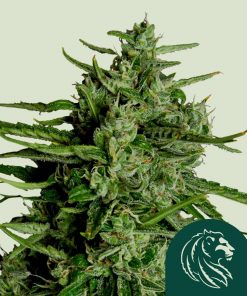Titan F1 Auto Fem Esrar Tohumu (Royal Queen Seeds)