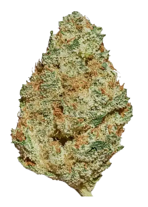 Titty Sprinkles, yakıtımsı ve meyvemsi aromalarıyla bilinen Indica dominant bir türdür. Uyku sorunları için ideal. Etkilerini ve genetik yapısını keşfedin.