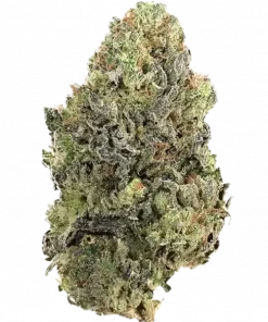 TK Banger, sert benzin kokusu ve dengeli etkileriyle öne çıkan bir hibrit türdür. Yaratıcılığı artıran ve rahatlama sağlayan bu türü keşfedin.