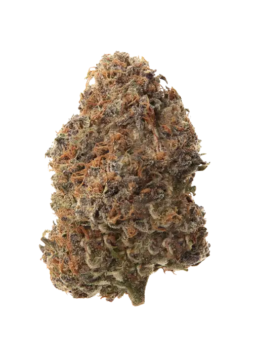 TMZ F2, tatlı meyve ve yakıtımsı aromalarıyla öne çıkan dengeli bir türdür. Yaratıcılığı artıran yapısıyla ideal bir seçim. Özelliklerini keşfedin.