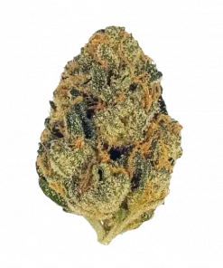 Tokyo Sunset, tatlı meyve aromaları ve THC içeriğiyle öne çıkan dengeli bir hibrit türdür. Enerjik etkilerini ve eşsiz lezzetini keşfedin.