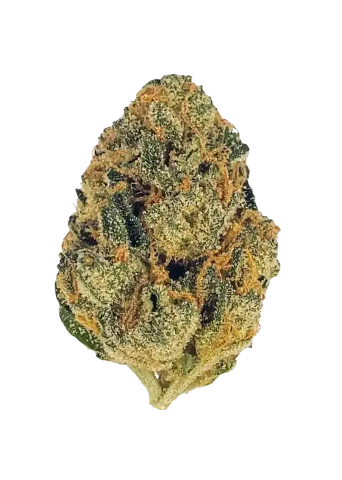 Tokyo Sunset, tatlı meyve aromaları ve THC içeriğiyle öne çıkan dengeli bir hibrit türdür. Enerjik etkilerini ve eşsiz lezzetini keşfedin.