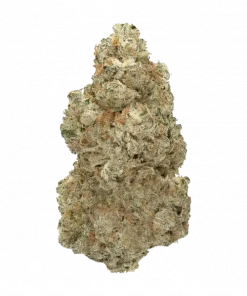 Too Much GAK, benzersiz meyvemsi aroması ve dengeli etkileriyle öne çıkan bir hibrit türdür. Yüksek verimli bu türün genetik yapısını keşfedin ve detaylıca görüntüleyin.