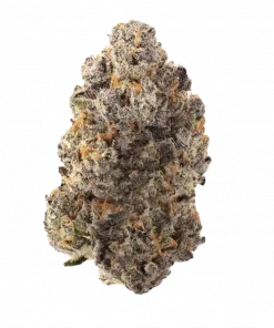 Too Much Grape, şekerli üzüm aromasıyla öne çıkan dengeli bir hibrit türüdür. Yaratıcılığı destekleyen bu türün genetik yapısını keşfedin ve etkilerini görüntüleyin.