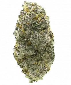 Too Much Maple, akçaağaç karameli aroması ve dengeli etkisiyle öne çıkan bir hibrit türdür. Stres ve kaygıya iyi gelir. Genetik özelliklerini keşfedin.