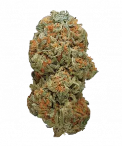 Too Much Papaya, tropikal aromaları ve rahatlatıcı etkileriyle bilinen Indica dominant bir türdür. Uykusuzluk ve stres için ideal. Genetik yapısını keşfedin.