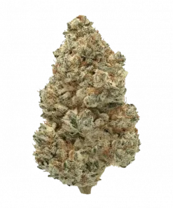 Too Much Pie, kiraz ve şeker aromalarıyla öne çıkan dengeli bir hibrit türdür. Yaratıcılığı artıran ve rahatlama sağlayan bu türü keşfedin.