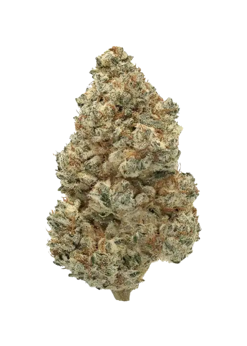 Too Much Pie, kiraz ve şeker aromalarıyla öne çıkan dengeli bir hibrit türdür. Yaratıcılığı artıran ve rahatlama sağlayan bu türü keşfedin.