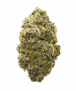 Too Much Starburst, tatlı şeker aroması ve dengeli etkileriyle öne çıkan bir hibrit türdür. Yüksek reçine üretimiyle dikkat çeken bu türü keşfedin.