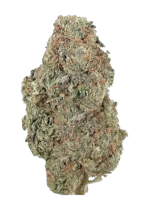 Top Drops, tatlı portakal ve çilek aromalarıyla öne çıkan dengeli bir hibrit türdür. Yüksek reçine üretimi ve rahatlatıcı etkileriyle keşfedin.