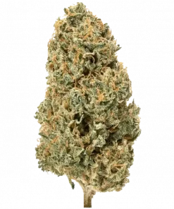 Topanga Canyon, yakıtımsı aroması ve THC oranıyla öne çıkan dengeli bir hibrit türdür. Benzersiz lezzet profilini ve etkilerini keşfedin.