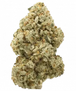 Toxic, sert benzin kokusu ve yüksek reçine üretimiyle bilinen dengeli bir hibrit türdür. Stres ve kaygıya karşı potansiyel faydalarını keşfedin. Hemen görüntüleyin.