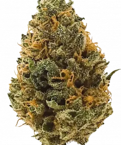 Trainwreck, sert limon aromaları ve yüksek THC içeriğiyle bilinen Sativa baskın bir türdür. Canlandırıcı etkilerini ve eşsiz lezzet profilini keşfedin.