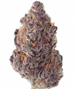 Trap God, yakıtımsı aroması ve yüksek THC içeriğiyle bilinen dengeli bir hibrit türdür. Rahatlatıcı etkilerini ve genetik yapısını keşfedin.