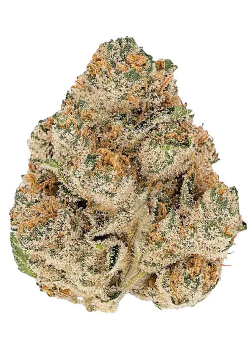 Tres Leches, tatlı narenciye aroması ve yüksek THC içeriğiyle bilinen Sativa baskın bir türdür. Enerjik etkilerini ve genetik yapısını keşfedin.