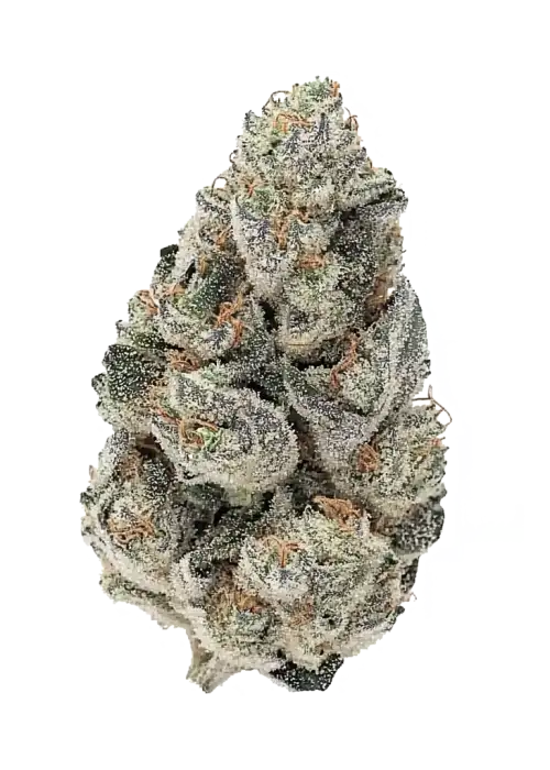 Trichael Myers, çilek aromalı, yüksek THC'li bir Indica türüdür. Mutluluk ve rahatlama sağlar. Bu eşsiz türün genetik yapısını keşfedin.